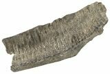 Hadrosaur (Hypacrosaurus) Jaw Section with Stand - Montana #227715-1